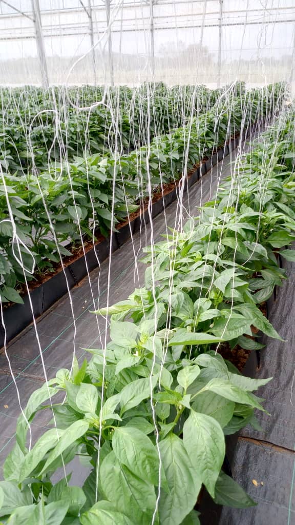 our pepper plants